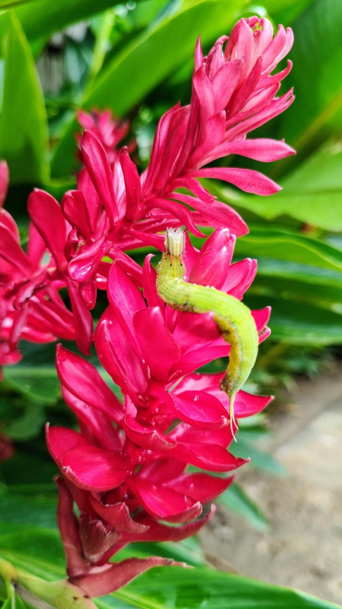 Colibri Parque Tayrona Dentro Del Parque Nacional Tayrona Panzió Zaino Kültér fotó